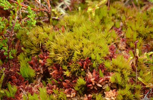 Dicranum undulatum observed 2026-10-18