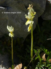 Orchis pauciflora