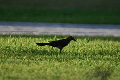 Quiscalus mexicanus