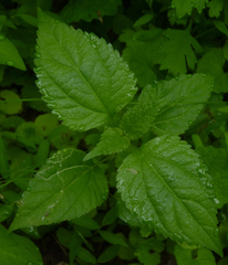 Ageratina altissima