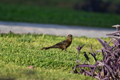 Quiscalus mexicanus