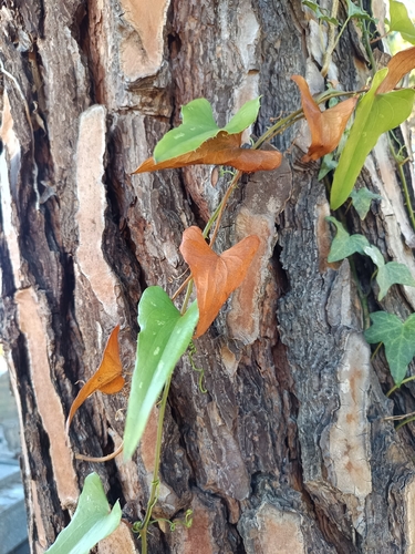 Rough Bindweed