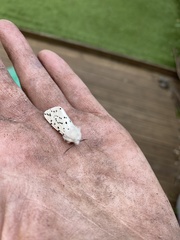Spilosoma lubricipeda