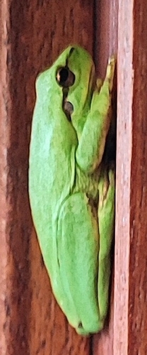 Mediterranean Tree Frog