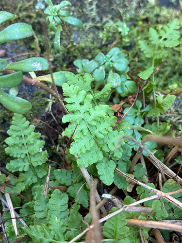 Physematium obtusum observed 2026-10-21