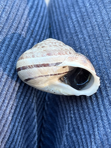 Chocolate-band Snail