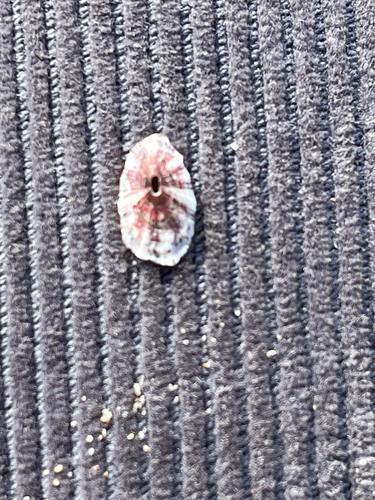 Fissurella nubecula observed 2026-10-18