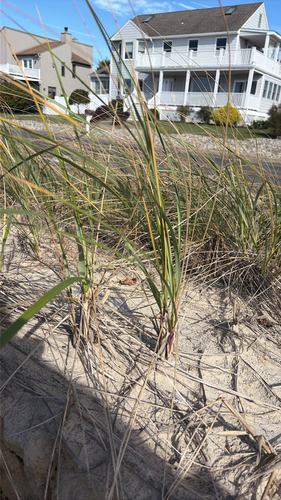 Calamagrostis breviligulata, 2026-10-21
