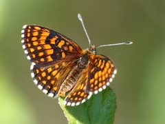 Melitaea aurelia