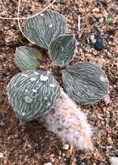 Astragalus monophyllus