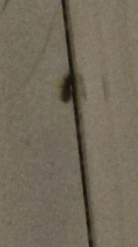 Cryptolestes