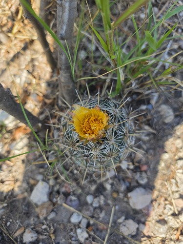 Echinoidea observed 2026-09-09