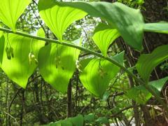 Polygonatum