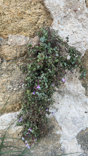 Ivy-leaved toadflax