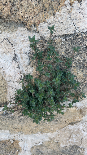 pellitory-of-the-wall