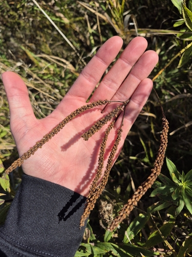 Veronicastrum virginicum observed 2026-10-21