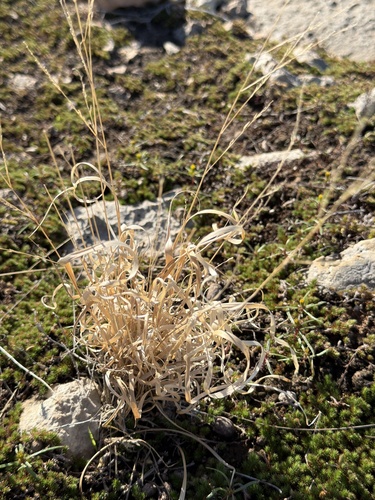 hall panicum