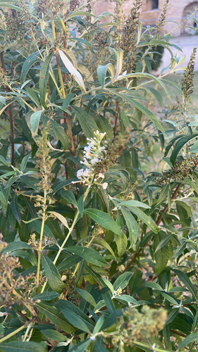 Butterfly bush