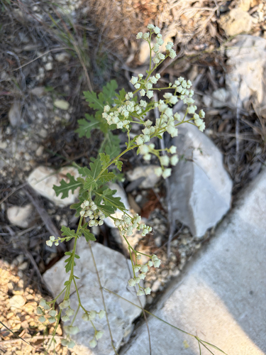 Gray's feverfew