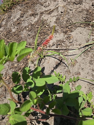 Indigofera hirsuta observed 2026-10-21