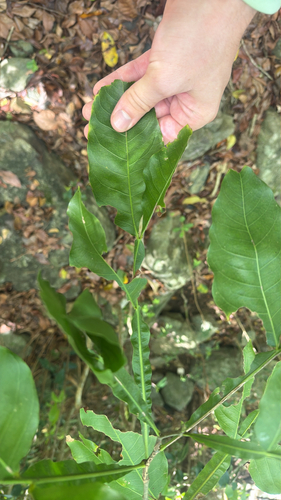 Melicoccus bijugatus observed 2026-10-21