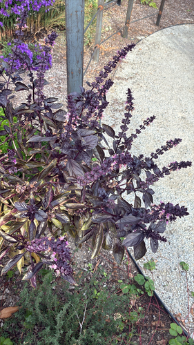 Ocimum basilicum observed 2026-10-21