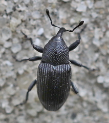 Baris artemisiae