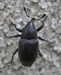 Baris artemisiae