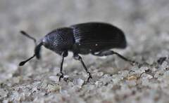 Baris artemisiae