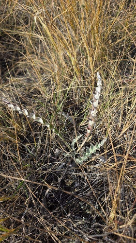 wavyleaf thistle