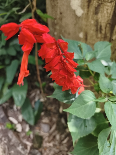 Salvia splendens observed 2026-10-21