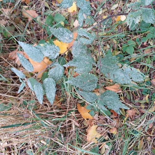 Nettle Powdery Mildew