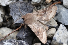 Orthosia coniortota