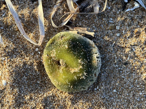 Codium bursa observed 2026-10-21