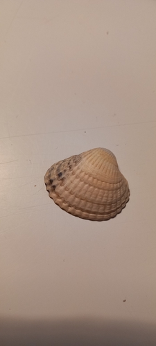 Cerastoderma edule observed 2026-10-21