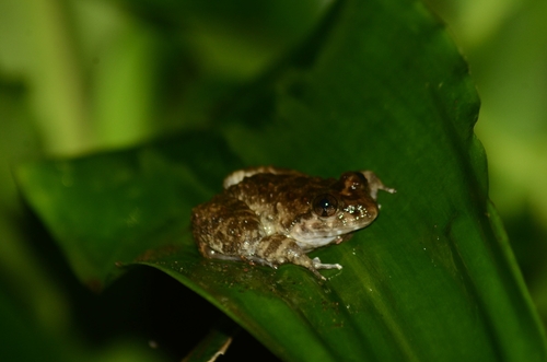 Limnonectes kuhlii observed 2026-10-21