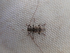 Leiopus femoratus