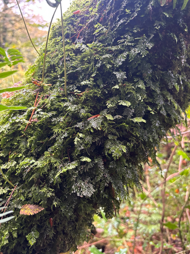 Hymenophyllum tunbrigense observed 2026-10-21