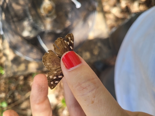 Florida Purplewing