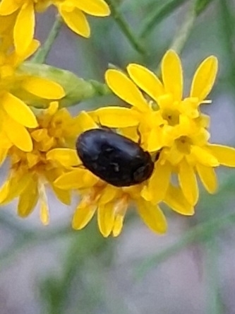 Cryptorhopalum