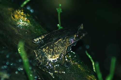 Megophrys montana observed 2026-10-21