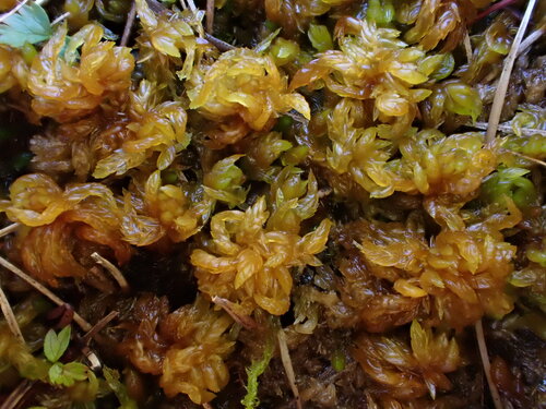 Sphagnum denticulatum observed 2026-10-13