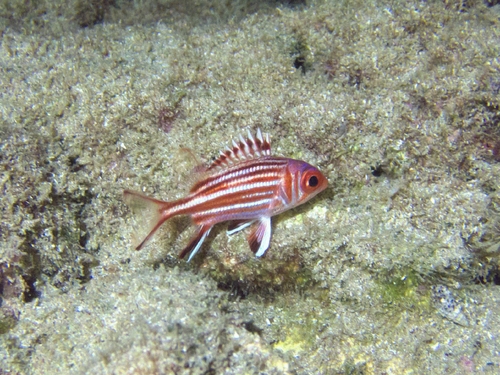 Sargocentron rubrum observed 2026-10-20