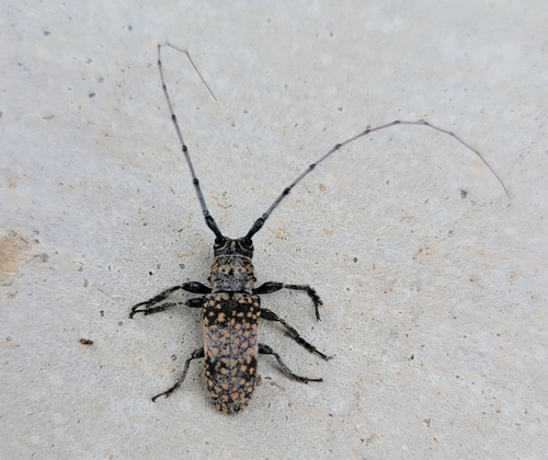 Mesquite Girdler