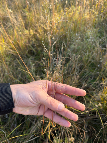 Sporobolus heterolepis, 2026-10-19