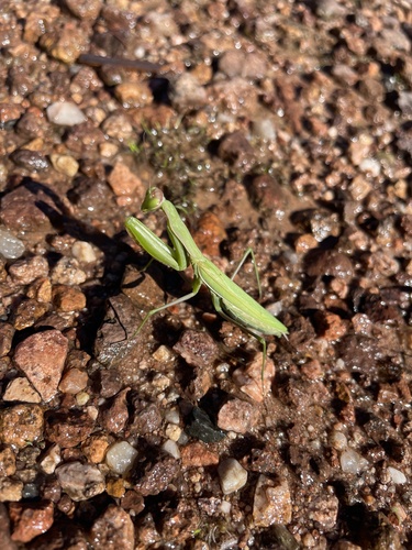 European Mantis