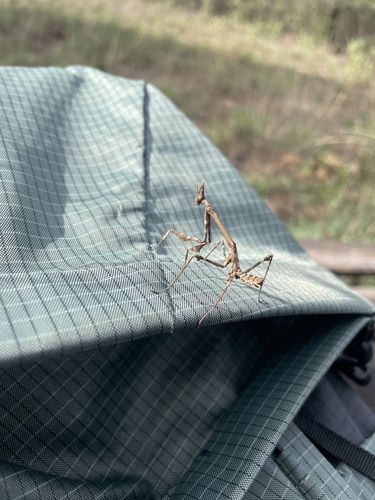 Mediterranean Conehead Mantis