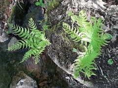 Phegopteris connectilis