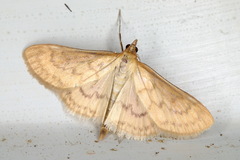 Paratalanta pandalis