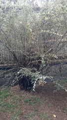 Cotoneaster pannosus